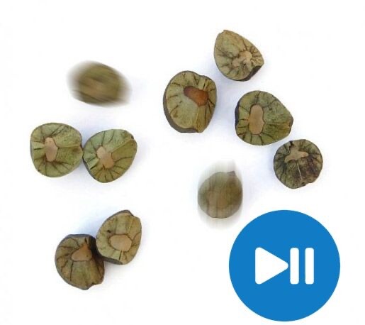 15 MEXICAN JUMPING BEANS (3 CASES WITH 5 BEANS IN EACH CASE) – Incl. Racing Game